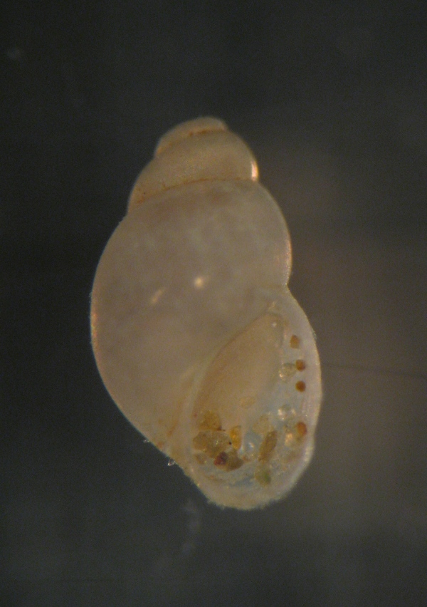 gasteropode da id 2